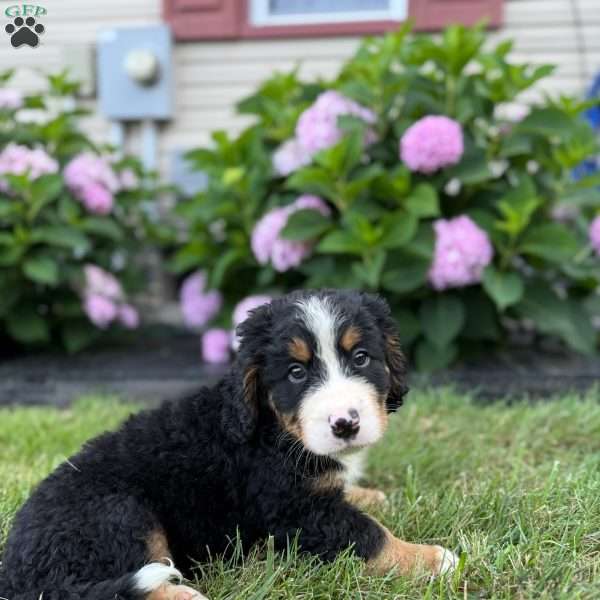 Nash, Bernese Mountain Dog Puppy