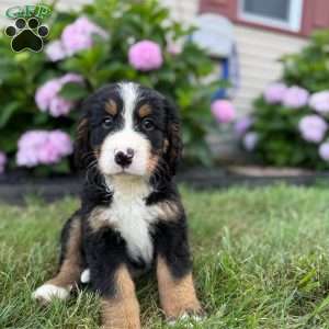 Nash, Bernese Mountain Dog Puppy