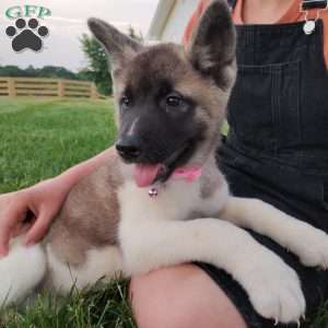 Sadie, Akita Puppy
