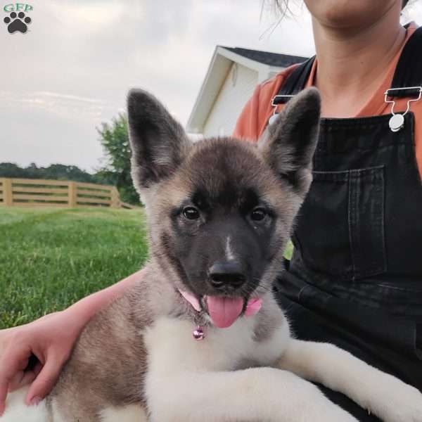 Sadie, Akita Puppy