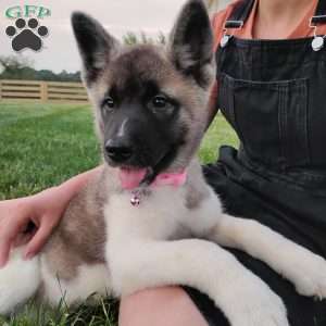 Sadie, Akita Puppy
