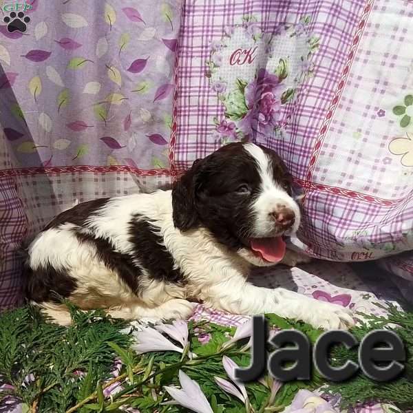 Jace, English Springer Spaniel Puppy