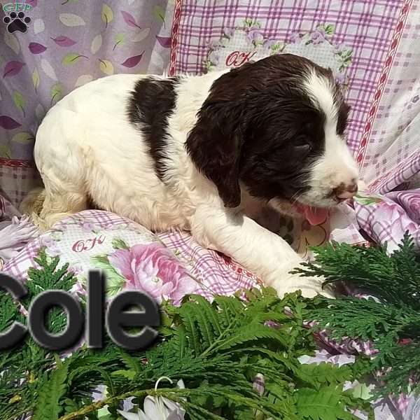 Cole, English Springer Spaniel Puppy
