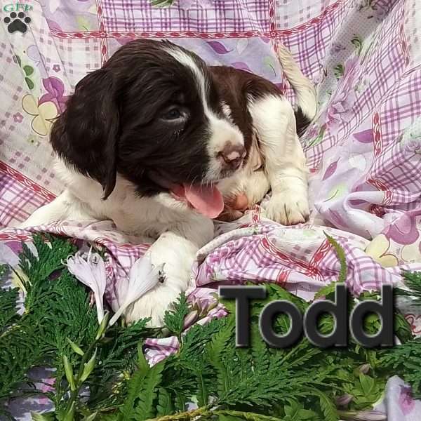 Todd, English Springer Spaniel Puppy