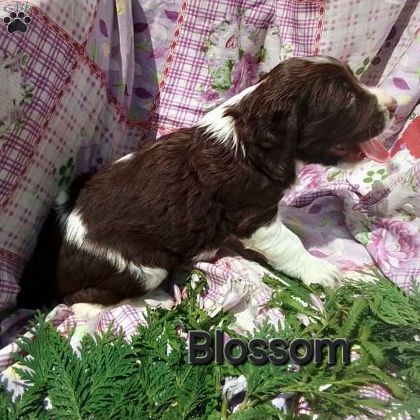 Blossom, English Springer Spaniel Puppy