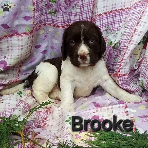Brooke, English Springer Spaniel Puppy