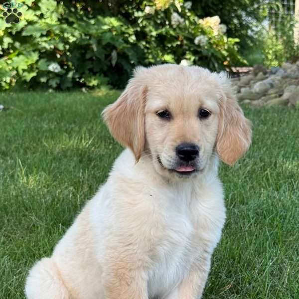 Louie, Golden Retriever Puppy