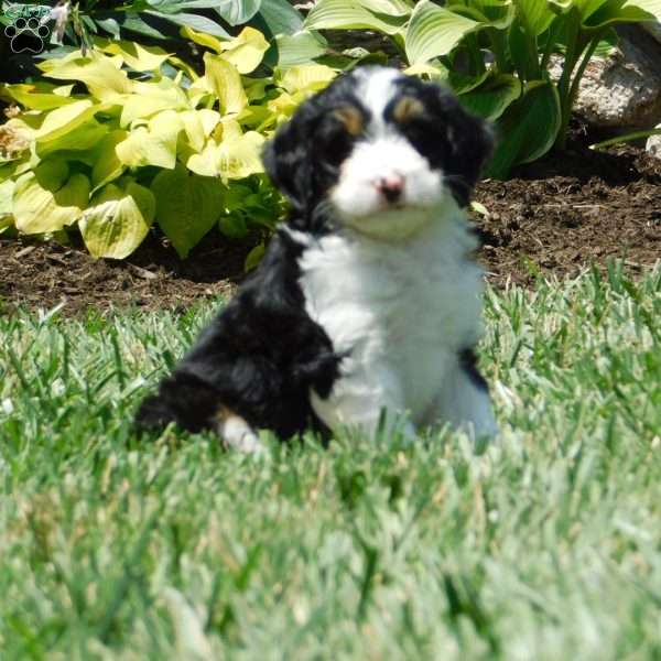 Kallie, Mini Bernedoodle Puppy