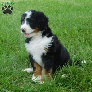 Konnor, Mini Bernedoodle Puppy