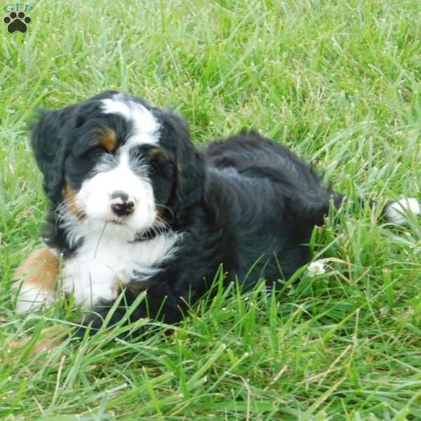 Konnor, Mini Bernedoodle Puppy