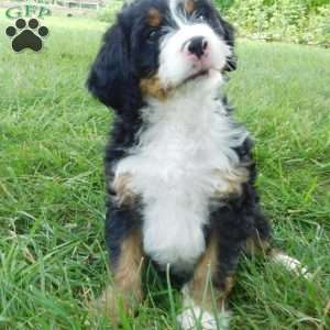 Oliver, Mini Bernedoodle Puppy