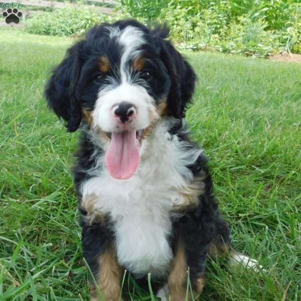 Oliver, Mini Bernedoodle Puppy