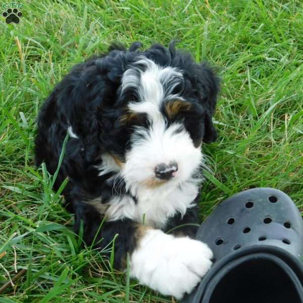 Tommy, Mini Bernedoodle Puppy