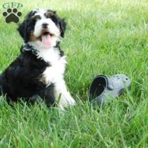 Tommy, Mini Bernedoodle Puppy