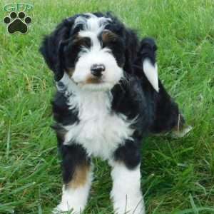 Tommy, Mini Bernedoodle Puppy