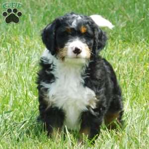 Rio, Mini Bernedoodle Puppy