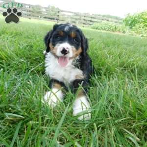 Rio, Mini Bernedoodle Puppy
