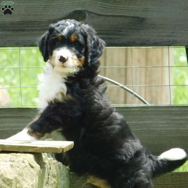 Rio, Mini Bernedoodle Puppy