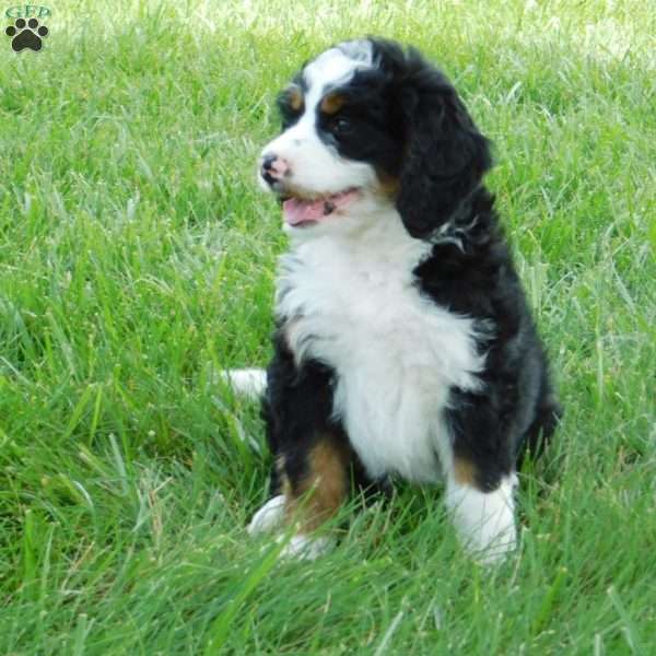 Kody, Mini Bernedoodle Puppy