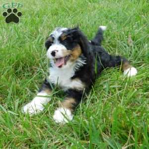 Kelsey, Mini Bernedoodle Puppy