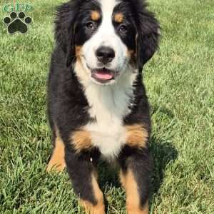 Ivy, Bernese Mountain Dog Puppy