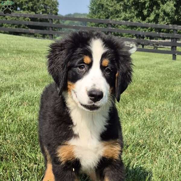 Ivy, Bernese Mountain Dog Puppy