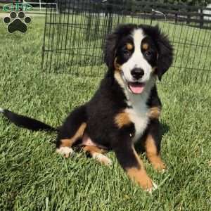 Ivy, Bernese Mountain Dog Puppy
