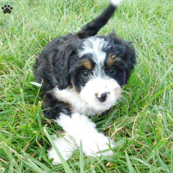 Kelsey, Mini Bernedoodle Puppy