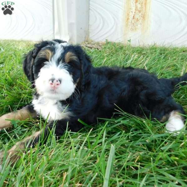 Katie, Mini Bernedoodle Puppy