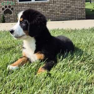Ivy, Bernese Mountain Dog Puppy