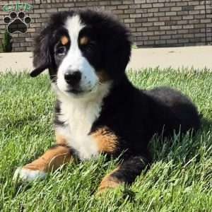 Ivy, Bernese Mountain Dog Puppy