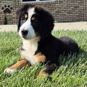 Ivy, Bernese Mountain Dog Puppy
