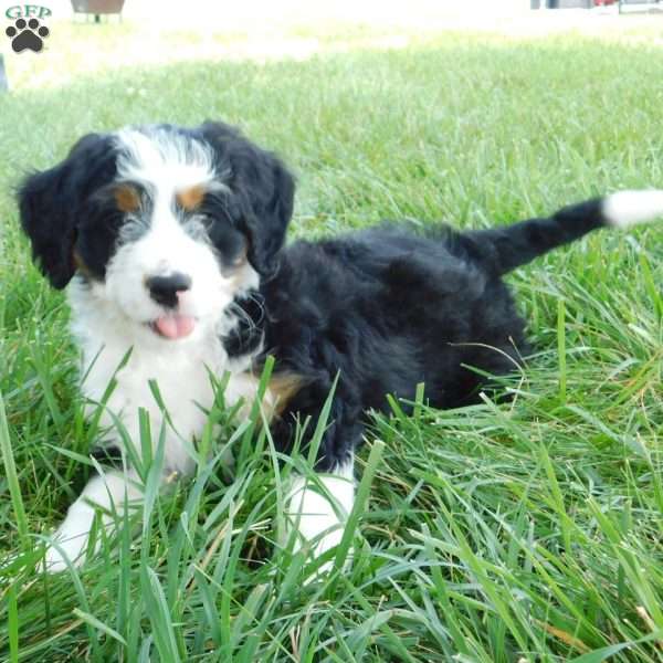 Daisy, Mini Bernedoodle Puppy