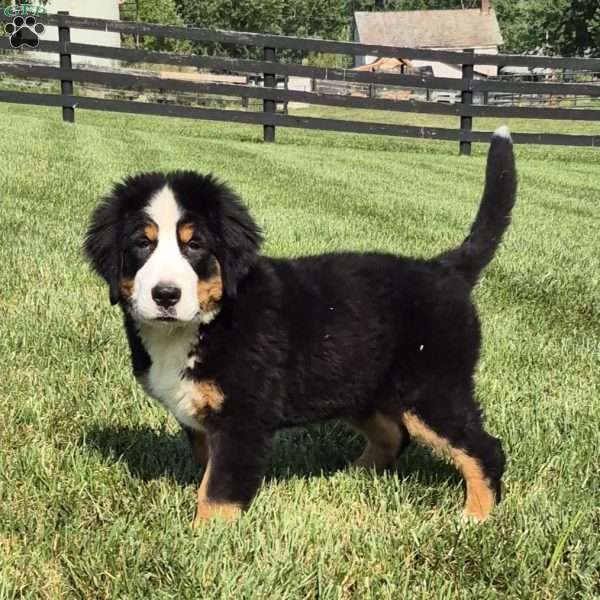 Harlow, Bernese Mountain Dog Puppy