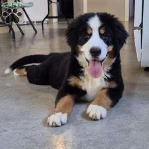 Harlow, Bernese Mountain Dog Puppy