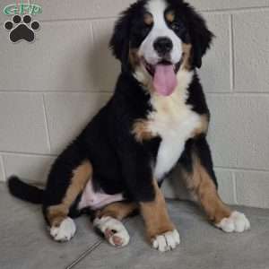 Harlow, Bernese Mountain Dog Puppy
