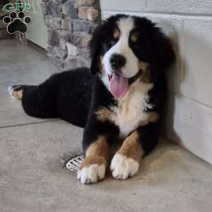 Harlow, Bernese Mountain Dog Puppy
