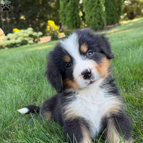 Charlie, Bernese Mountain Dog Puppy
