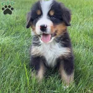 Charlie, Bernese Mountain Dog Puppy