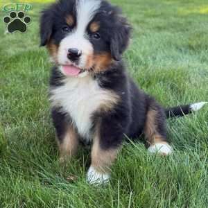 Charlie, Bernese Mountain Dog Puppy