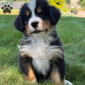 Jewel, Bernese Mountain Dog Puppy