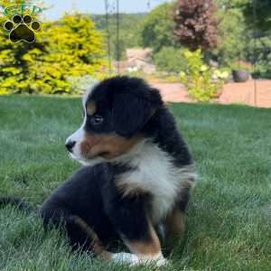 Jewel, Bernese Mountain Dog Puppy