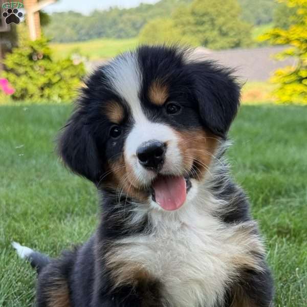 Jewel, Bernese Mountain Dog Puppy