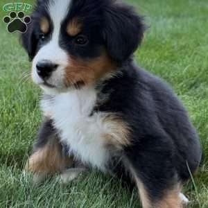 Jewel, Bernese Mountain Dog Puppy