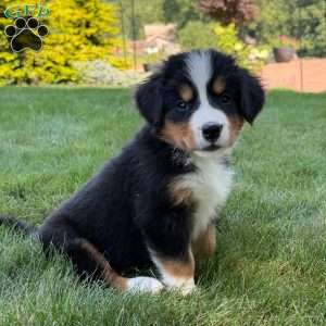 Jewel, Bernese Mountain Dog Puppy