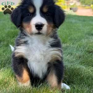 Jewel, Bernese Mountain Dog Puppy