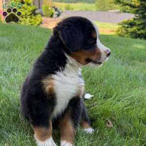 Molly, Bernese Mountain Dog Puppy