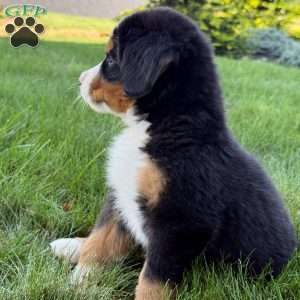 Molly, Bernese Mountain Dog Puppy