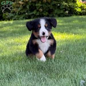 Molly, Bernese Mountain Dog Puppy