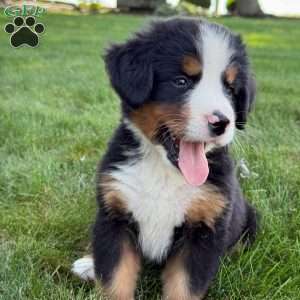 Molly, Bernese Mountain Dog Puppy